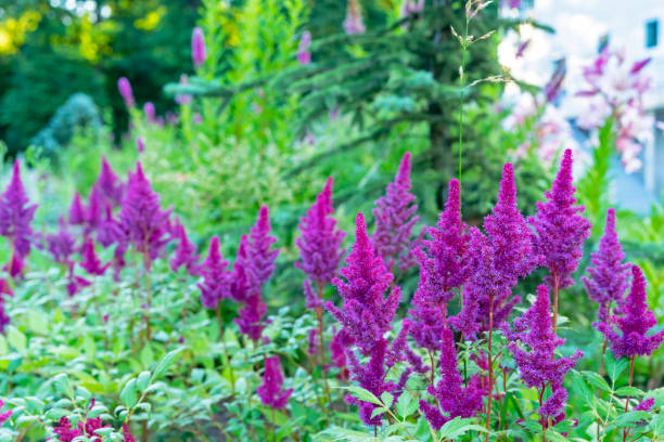 istock Pink astilbe flowers in a summer garden. 1219433614