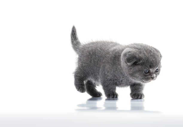 A cute cat is indoors in its new home. It is sitting on the carpet in the living room. It is trying to chew and claw up the carpet.