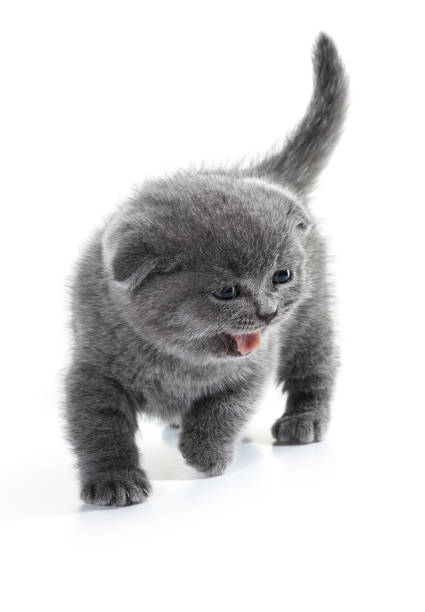 istock Scottish short-haired kitten is walking toward and meowing. 1219434024