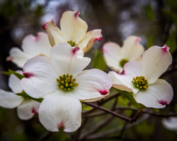 istock Dogwood tree white flower 1219434118