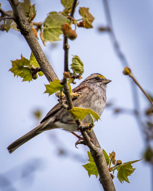 istock Small  birds in the woods 1219434259