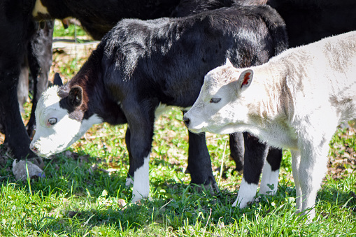 A close-up image of a young white beef calf and a black and white calf standing next to its black mother cow in a livestock pasture.