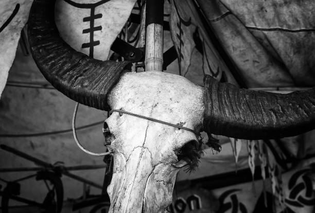 cráneo de cabra india - human bone textured textured effect animal bone fotografías e imágenes de stock