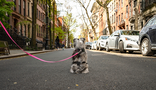 New York, NY, USA - April 17, 2020: A mini Australian shepherd puppy longs to play with a little boy further down empty Perry Street in Manhattan’s West Village.