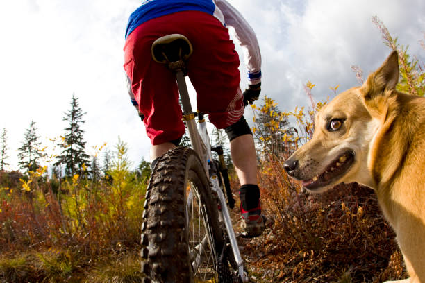 istock Mountain Bike Dog Ride 1219435655