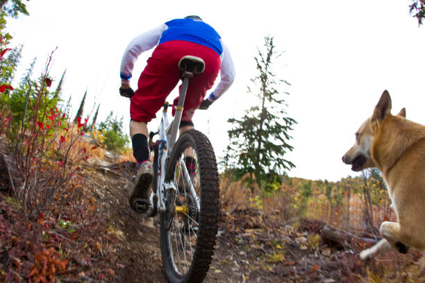 istock Mountain Bike Dog Ride 1219435663
