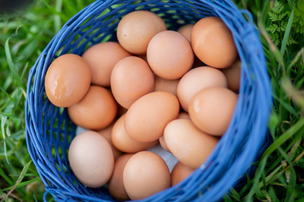Basket of fresh organic eggs
