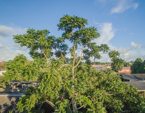 Cajá Manga plant in urban territory