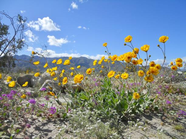 istock Anza Borrego Flower Superbloom 1219437860
