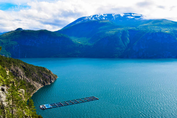 The Fish farm in Storfjord. Norway. Fish farm. Growing sea fish in the fjord. The magnificent blue landscape of the Storfjord located between the mountains with snowy tops. Norway. hatchery stock pictures, royalty-free photos & images