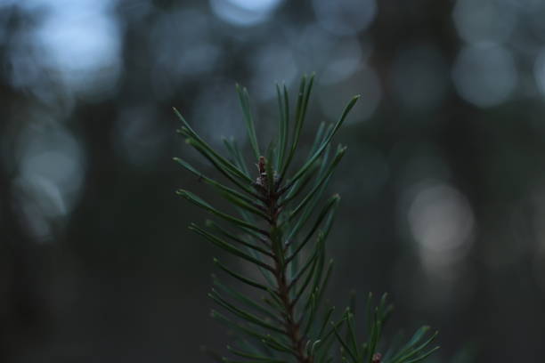 istock Christmas tree green coniferous all year round, small sharp thorns on spruce 1219438299
