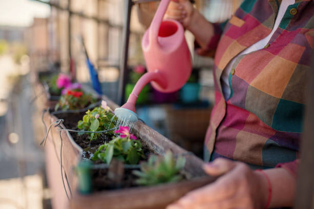 istock Planting flowers at home 1219439095