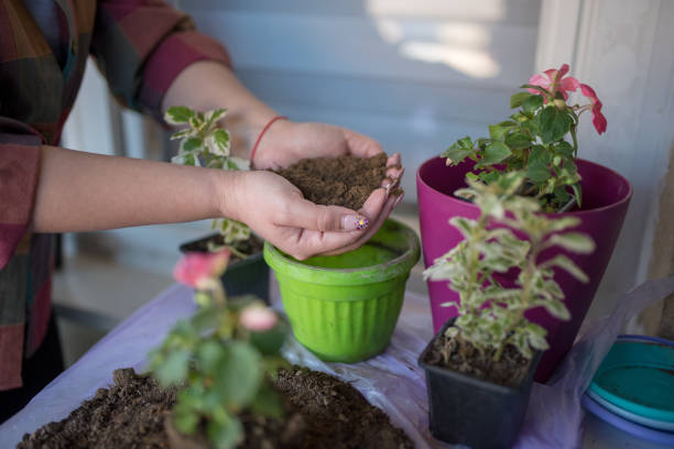 istock Planting flowers at home 1219439119
