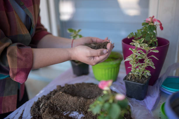 istock Planting flowers at home 1219439177