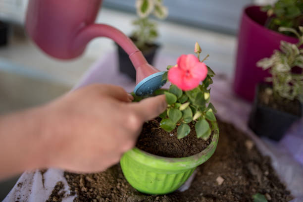 istock Planting flowers at home 1219439264