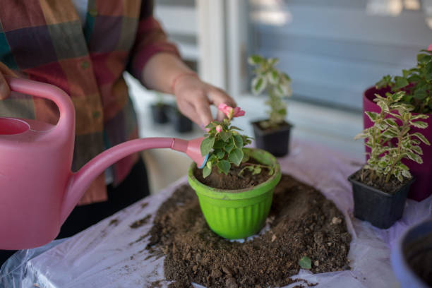 istock Planting flowers at home 1219439279