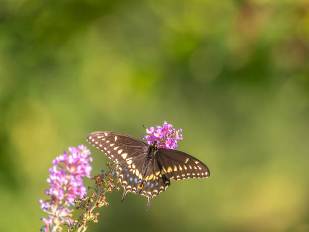 istock monarch butterfly,Danaus plexippus, 1219440378