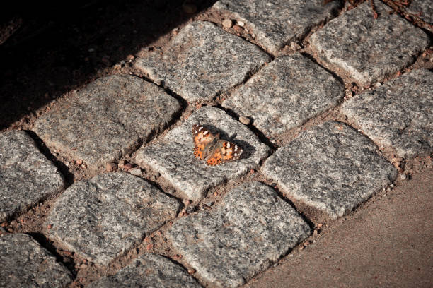 A black butterfly on the wall