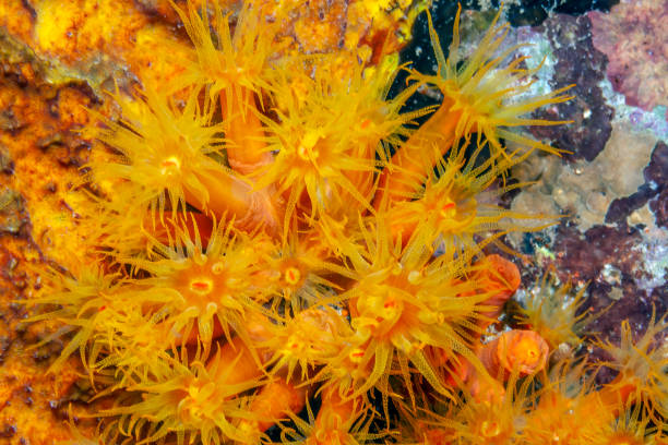 istock Caribbean coral garden 1219440530