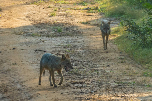 two jackals walking through a dirt road in udawalawe nature reserve, sri lanka - dirtroad imagens e fotografias de stock