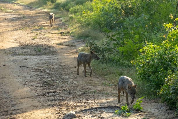a group of wild jackals hunting for food during sunny morning - dirtroad imagens e fotografias de stock