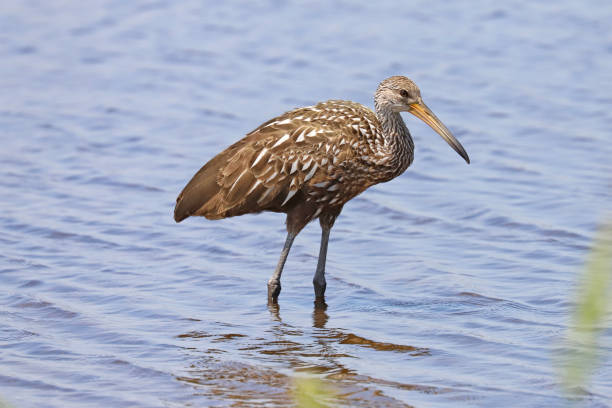 istock Limpkin (Aramus guarauna) in the water 1219441757