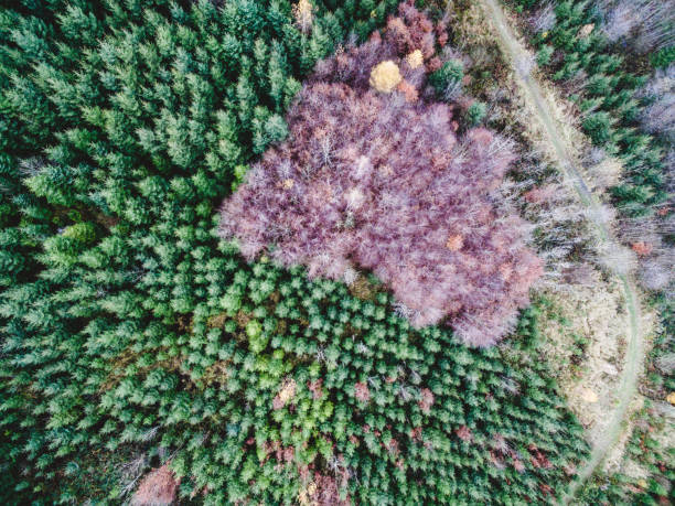 istock A heart in the wood 1219442134