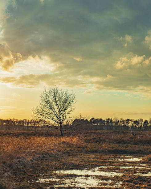 istock Bare tree in wetland in low sunlight under cloudy sky. 1219443570