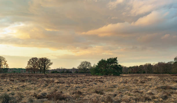 istock Wide heather landscape with pine trees under dramatic sky at sunset. 1219443578