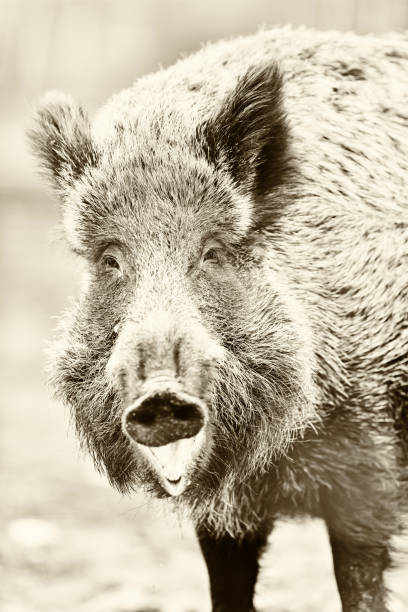 istock Large wild boar with open mouth. Black and white photo. 1219443594