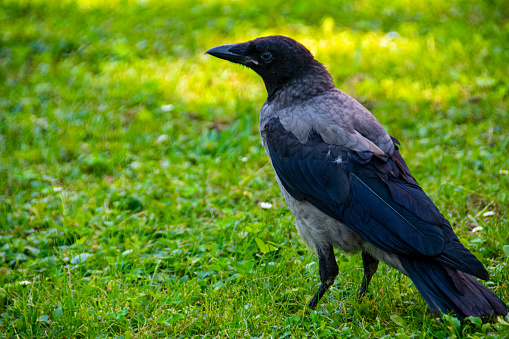 The hooded crow on a green grass in the park