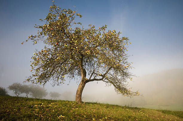Autumn apple tree large plant in orchard with many red fruit hanging at farm landscape in Blue Grass, Highland County, Virginia