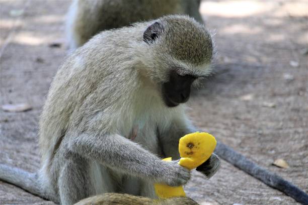 istock Monkey with food orange fruit close-up 1219445517