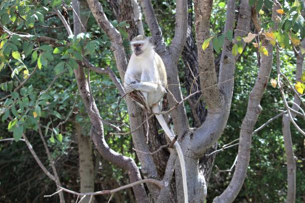 istock Monkey in the forest on the tree close-up 1219445586