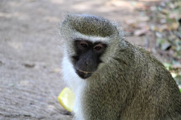 istock Monkey with food orange fruit close-up 1219445627
