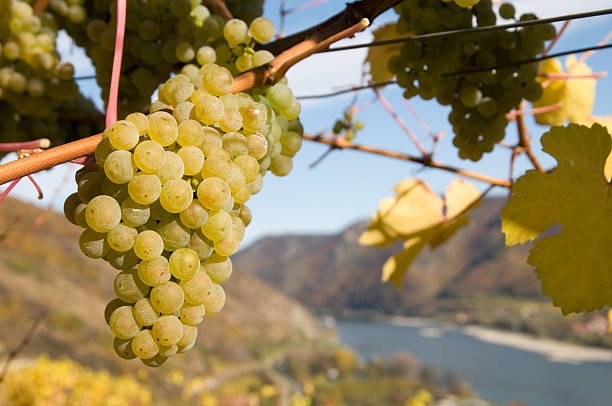 istock Ripe grapes on the autumnal vine 121944686