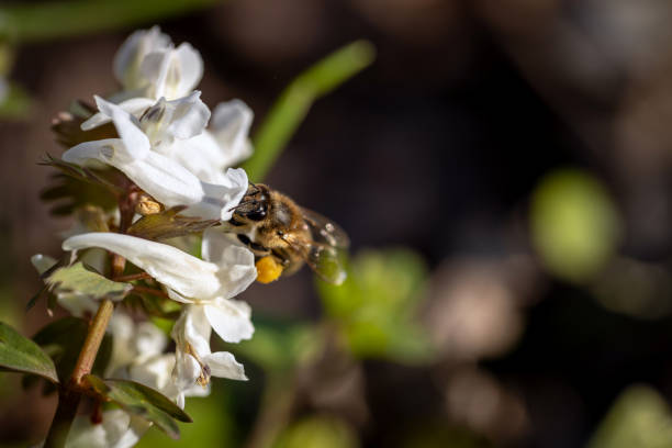 istock Bee on a spring flower collecting pollen and nectar 1219446981