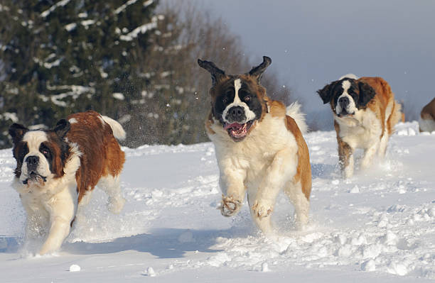 dispón bernardine ejecución en el nuevo - saint bernard fotografías e imágenes de stock