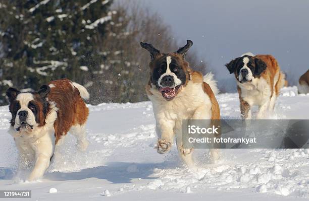 Bernardine Run Dynamically On The New Stock Photo - Download Image Now - Saint Bernard, Snow, Dog