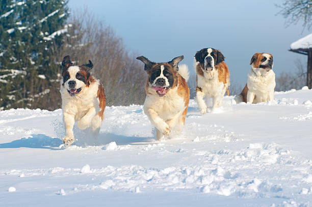 st. bernard perros en la nieve fría - saint bernard fotografías e imágenes de stock