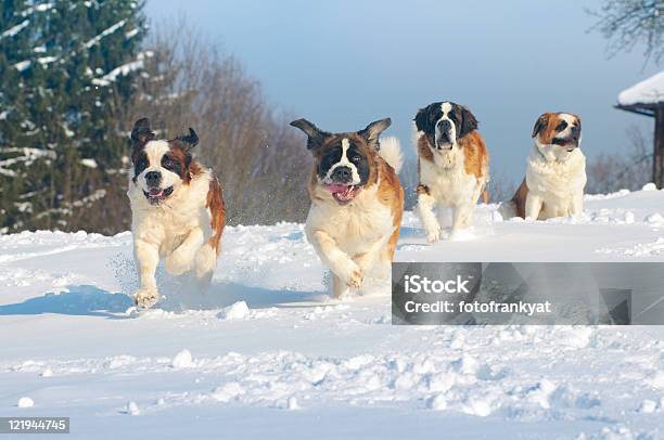 St Bernard Perros En La Nieve Fría Foto de stock y más banco de imágenes de San Bernardo - San Bernardo, Nieve, Correr