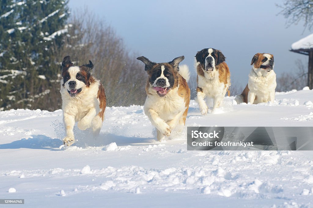 St. Bernard dogs cool in the snow  Saint Bernard Stock Photo