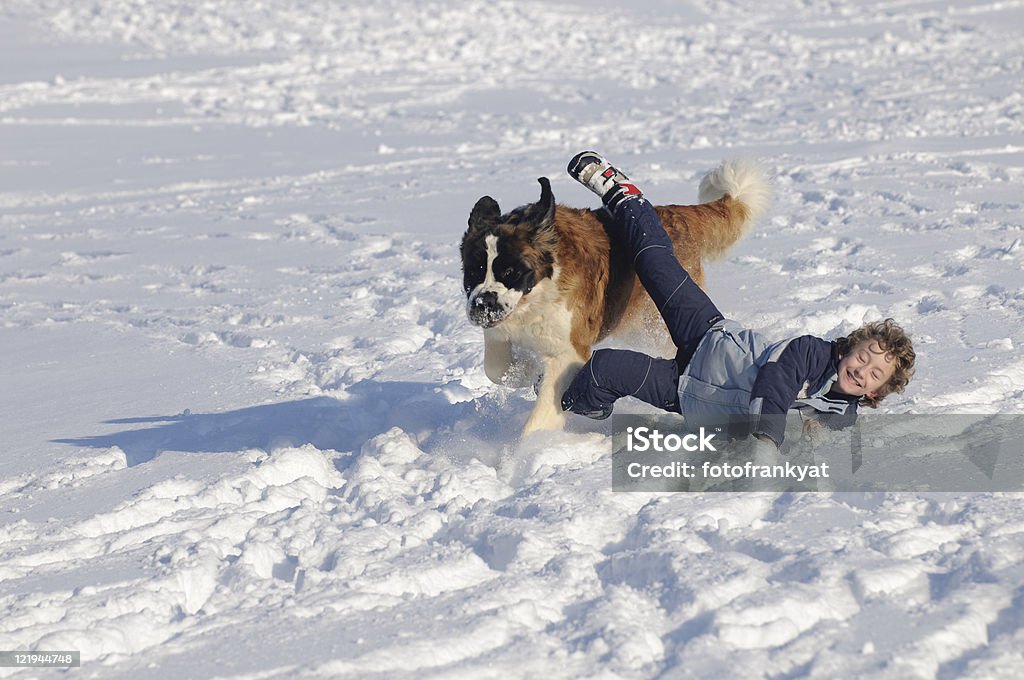 Sturz des Jungen im Schnee neben Berhardiner - Lizenzfrei Bernhardiner Stock-Foto