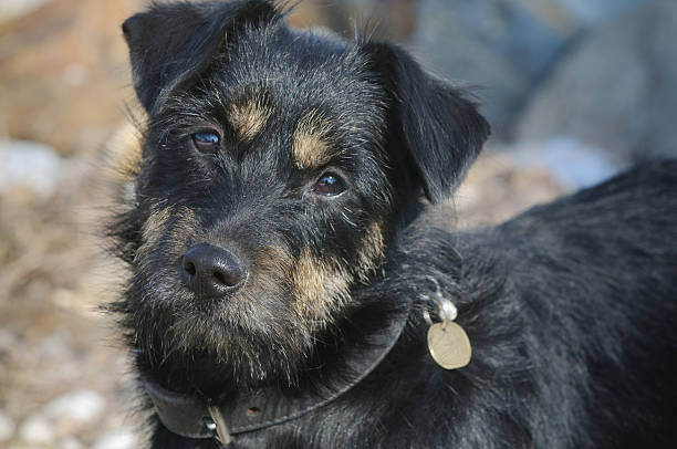 istock Mongrel terrier dog portrait honesty 121944834