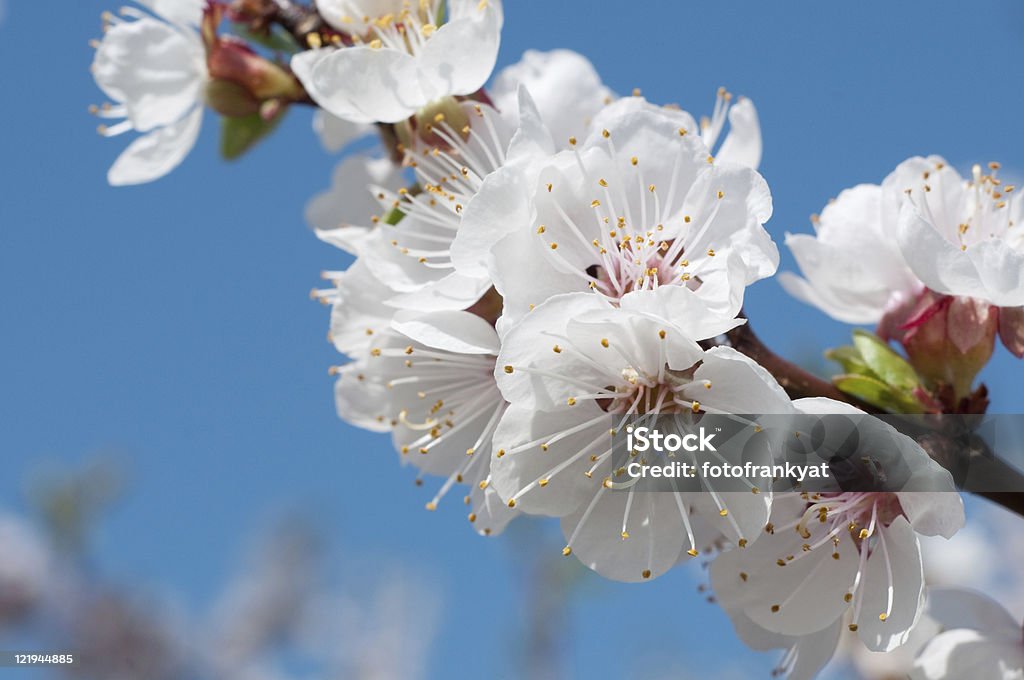 Macro cerezos en flor de albaricoque - Foto de stock de Cabeza de flor libre de derechos