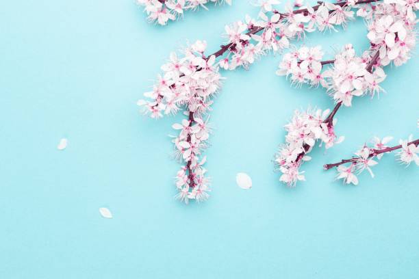 istock Spring border, spring blossom and April floral nature on blue background. Branches of blossoming apricot macro with soft focus. For easter and spring greeting cards with copy space. Springtime. 1219448963
