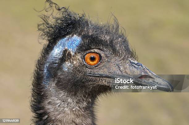 Photo libre de droit de Großvogel Strauss banque d'images et plus d'images libres de droit de Cheveux crépus - Cheveux crépus, Autruche commune, Bec