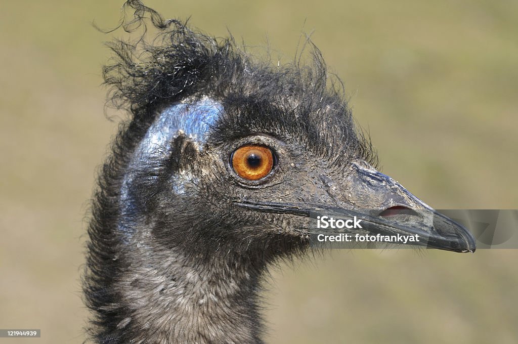 Großvogel strauss - Foto stock royalty-free di Capelli crespi