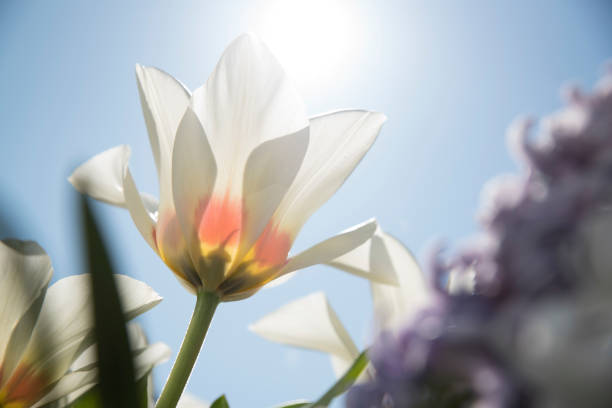 istock Springtime tulips bloom under the bright sun and blue sky 1219451128