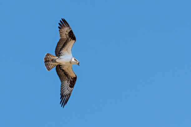 istock Hunting osprey in flight with wings outstretched against blue sky background 1219451218